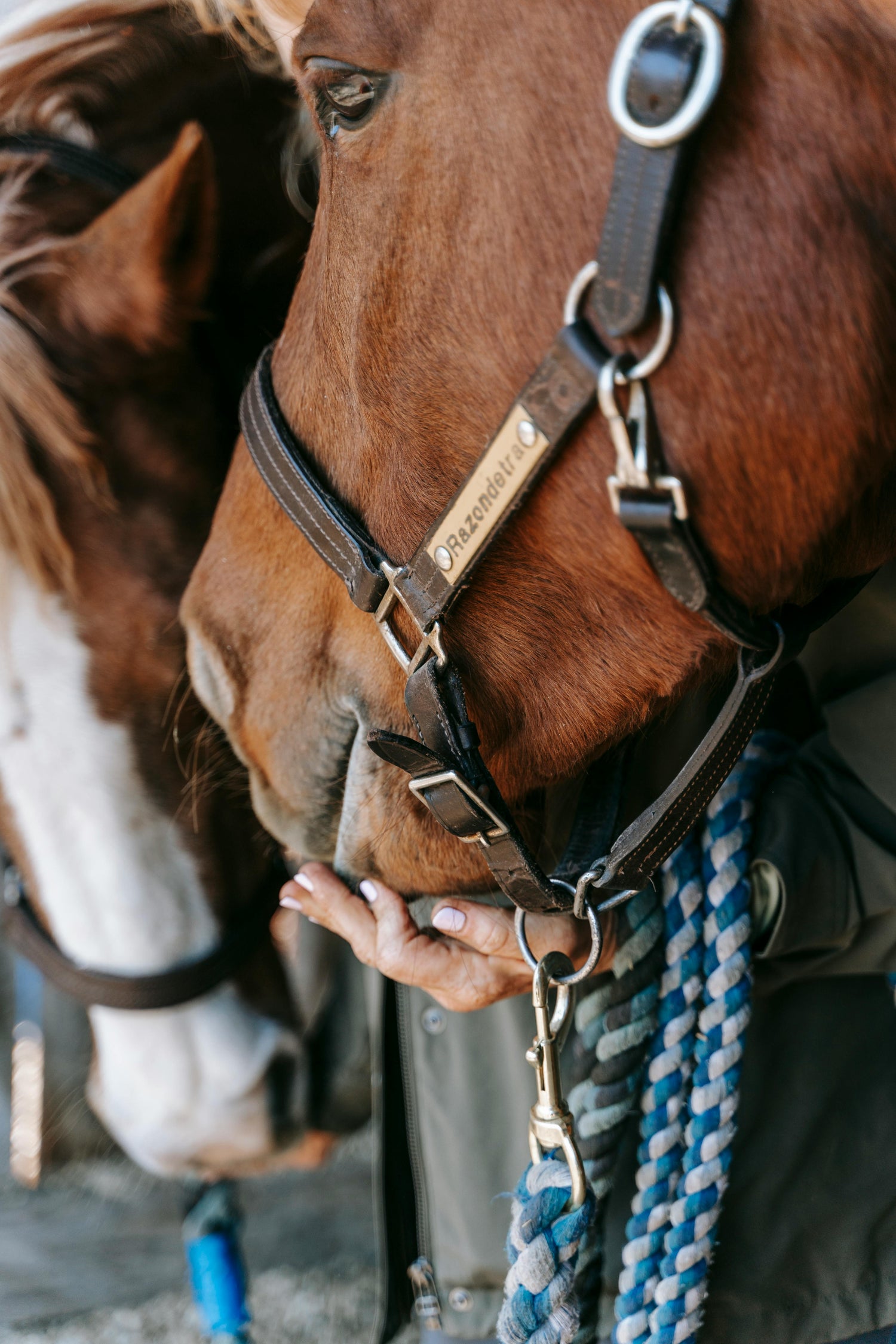 Halters & Leads