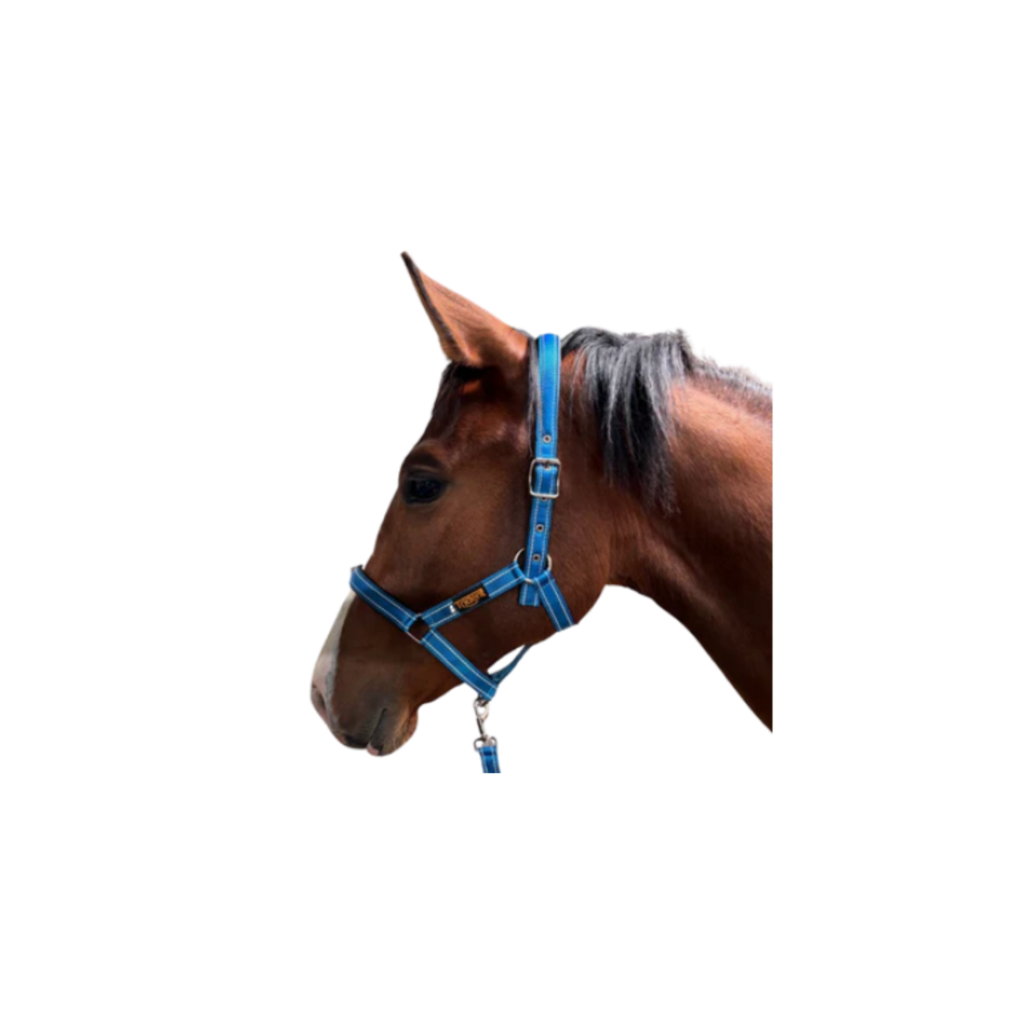 Halter + Lead - Orion