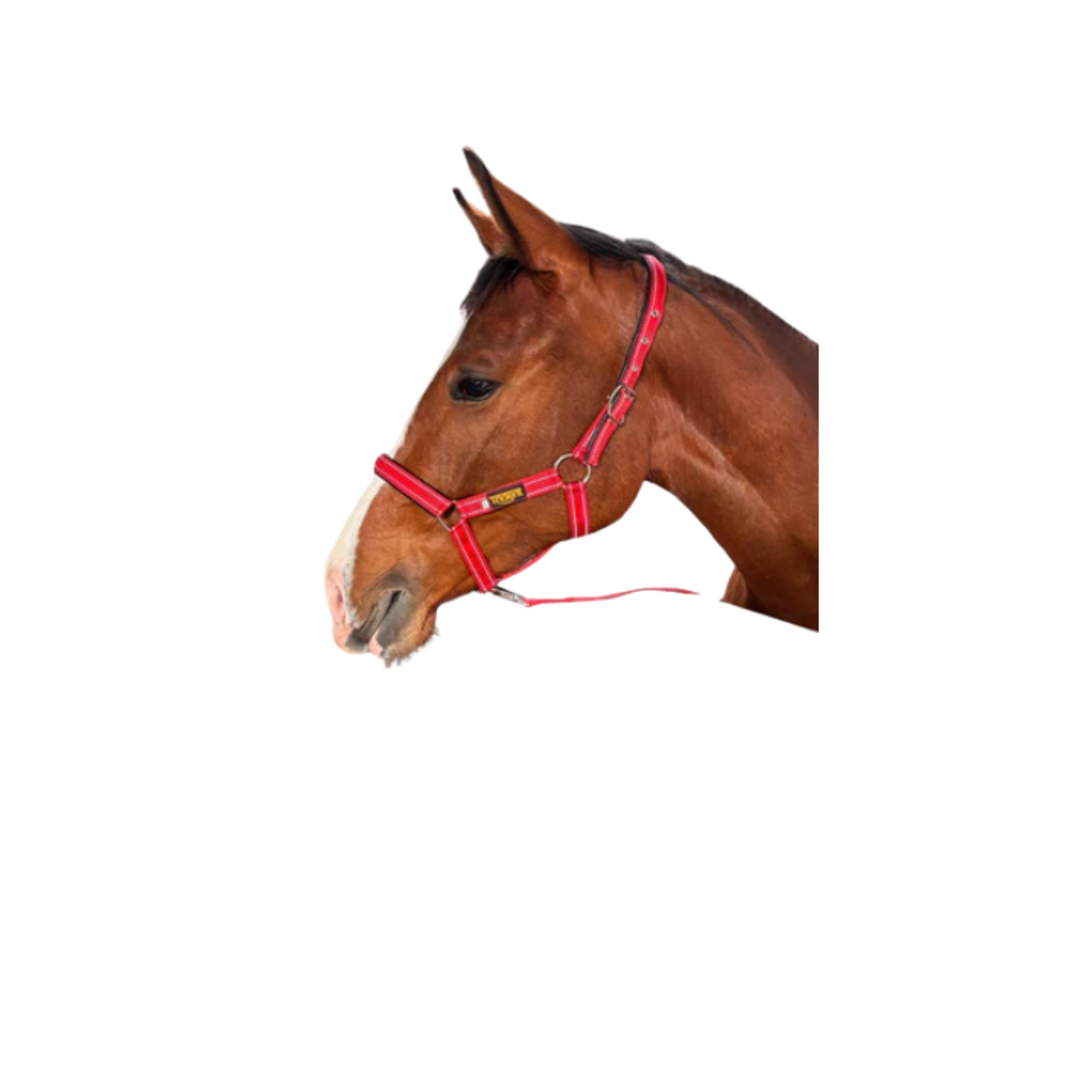 Halter + Lead - Orion