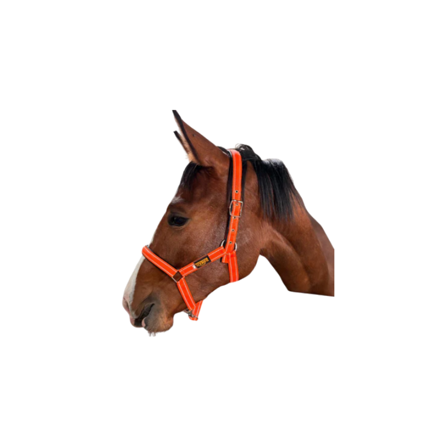 Halter + Lead - Orion